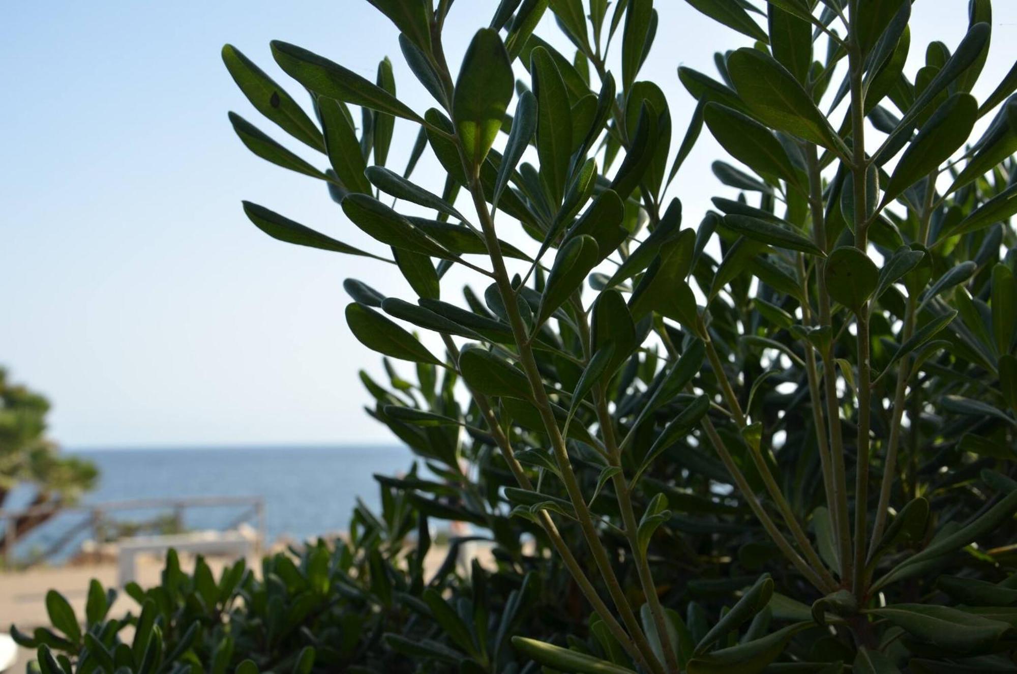 Fantastic Sardinia Villette Con Giardino Fronte Mare Fertilia Faho-Gav01-Gav02 Екстер'єр фото